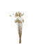 Dried Plant Ecru 50pcs Nuova Vita