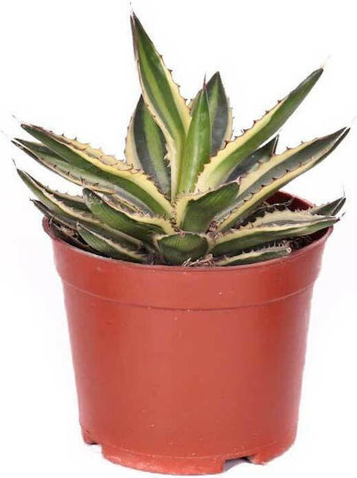 Agave 'quadricolor' 13cm