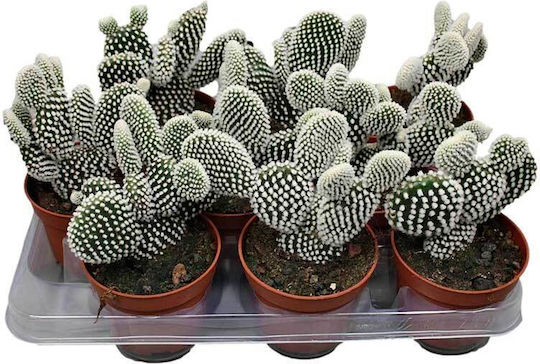 Opuntia 'albispina' 10,5 cm