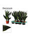 Sansevieria 'black Diamond' 12cm