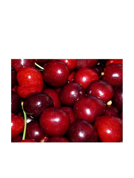 Cherry Tree Gi Red