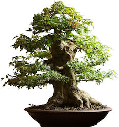 Judasbaum Cercis Canadensis Bonsai 50+ Saatgut | Skroutz Germany