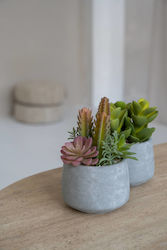 Colorful Cactus in Pot SM