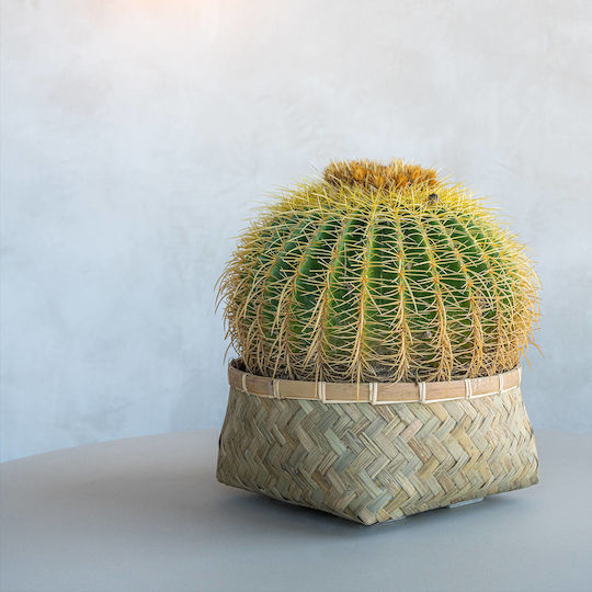 Nala Low Sm Γλάστρα Bamboo Μπεζ Nala Low Sm Γλάστρα Bamboo Μπεζ