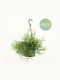 Ριψαλίδα Rhipsalis Heteroclada Hanging Pot