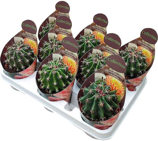 Ferocactus Brevispinus 10,5 cm Ferocactus Brevispinus 10,5 cm