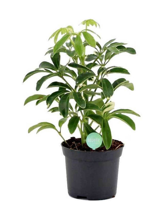 Schefflera 'moondrop' 8.5cm