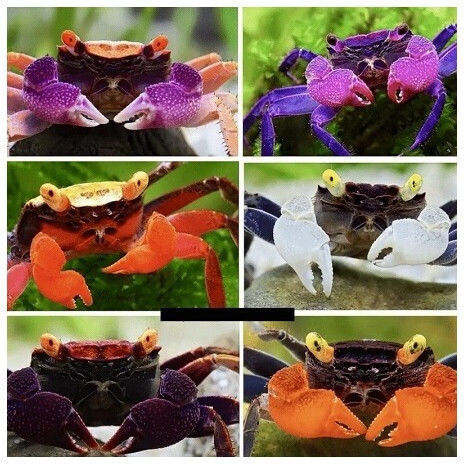 Assorted Vampire Crab 2cm Διάφορα Χρώματα