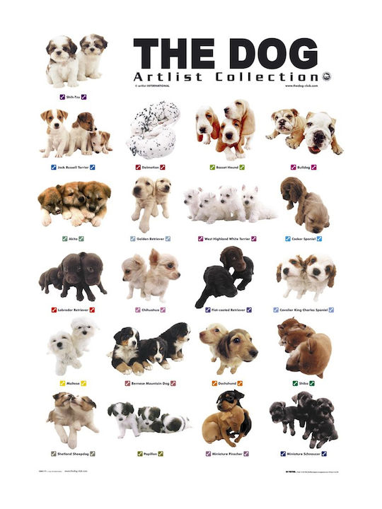 Poster Hundewelpen 61 x 91,5 cm