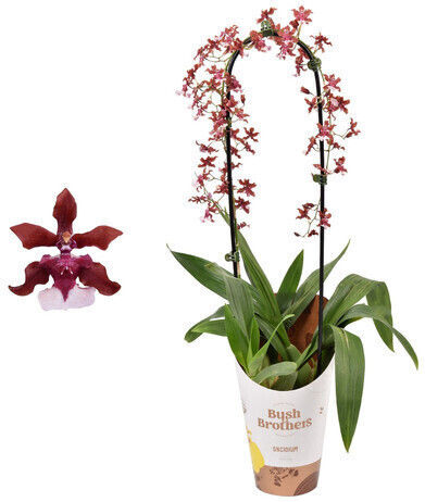 Oncidium Cherry Baby Αρωματικη