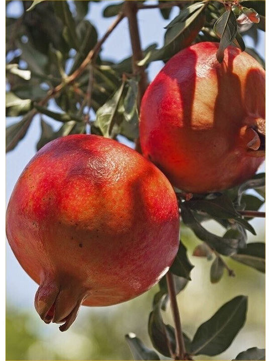 Pomegranate Tree Wonderful