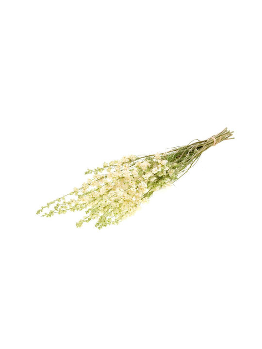 Dried Plant Delphinium Natural White Fankon Flo...