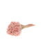 Dried Plant Marcela Pink Misty Fankon Flowers