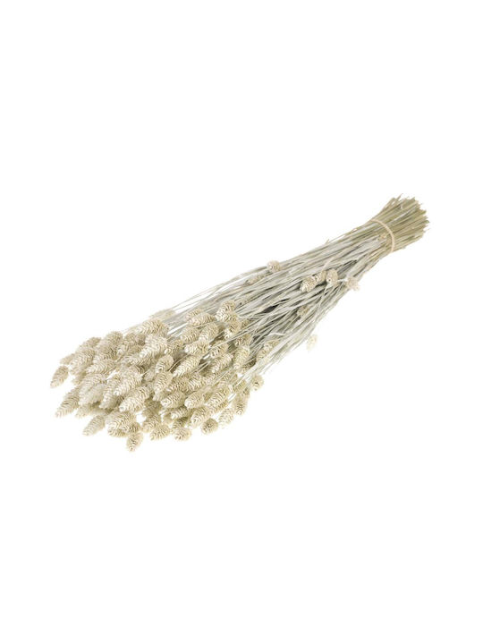 Getrocknete Pflanze Phalaris White Misty Fankon...