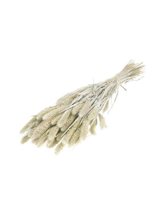 Dried Plant Setarea White Misty Fankon Flowers