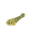 Изсушено растение Пшеница Natural Green Fankon Flowers