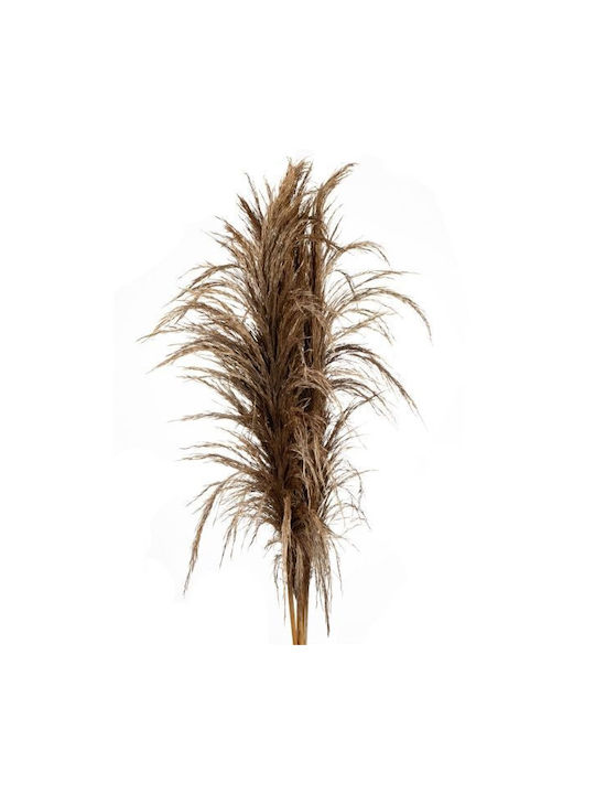 Dried Plant Pampas Grass Preserved Bronze Metal...