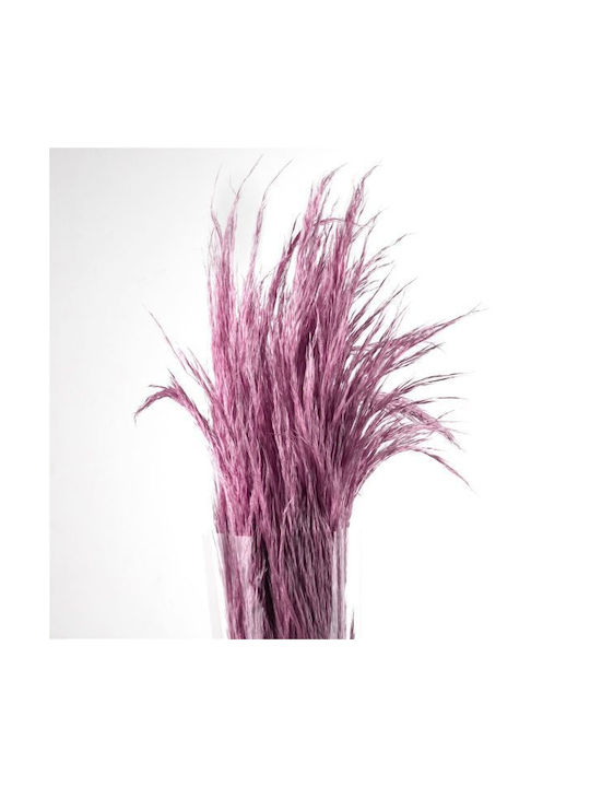 Dried Plant Pampas Grass Preserved Serenity 5pcs Fankon Flowers
