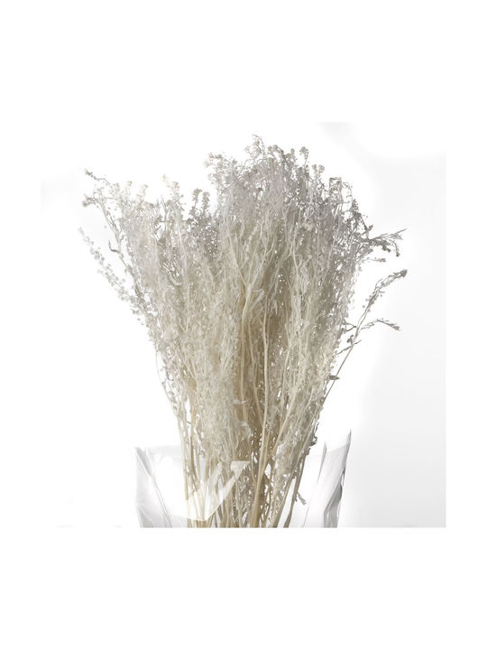 Getrocknete Pflanze Thlaspi Preserved Bleached ...