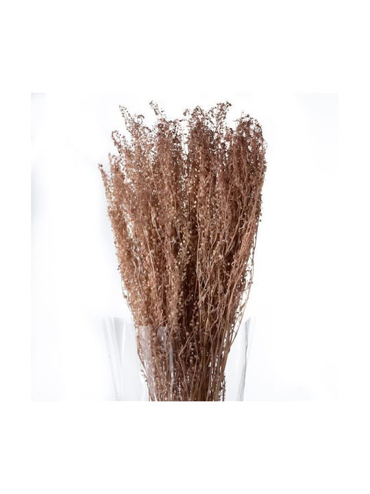 Getrocknete Pflanze Thlaspi Preserved Hazelnut ...