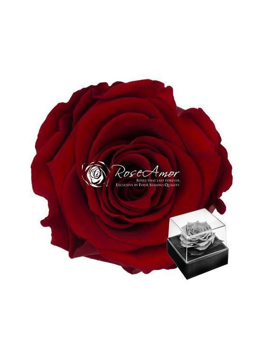 Ewige Rose Rot Fankon Flowers