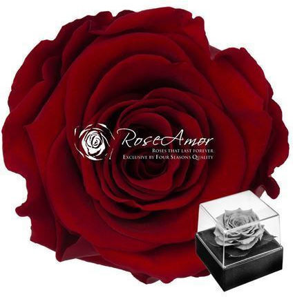 Eternal Rose Red Fankon Flowers