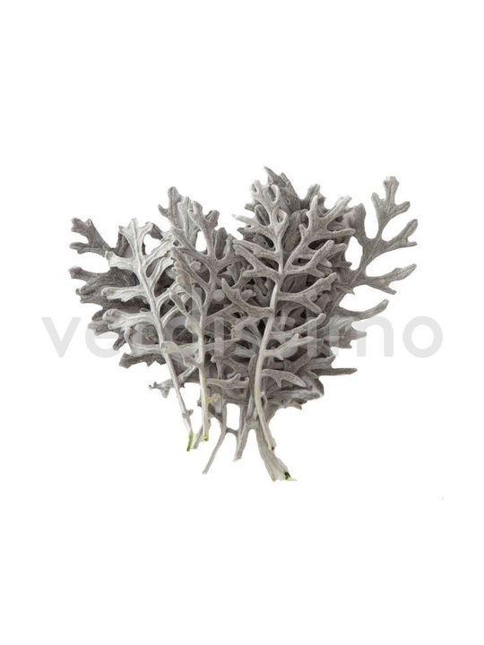 Τεχνητό Διακοσμητικό Κλαδί Cineraria 10τμχ Fankon Flowers