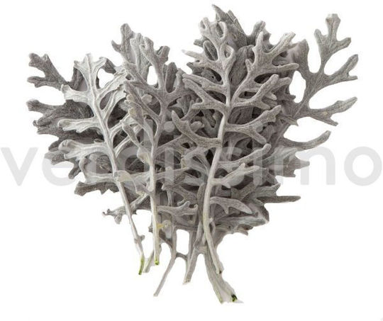 Artificial Decorative Branch Cineraria 10pcs Fankon Flowers