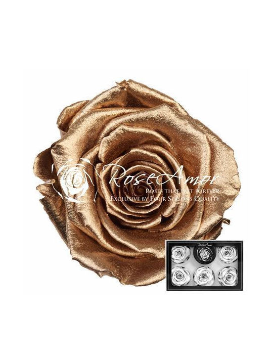 Ewige Rose Metallic Gold 6Stück Fankon Flowers