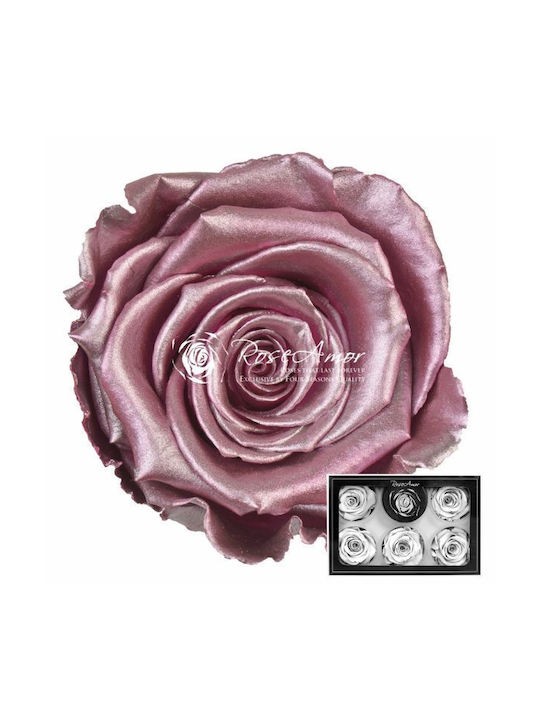 Ewige Rose Metallic Old Pink White 6Stück Fanko...