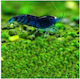 Blue Diamond shrimp Аквариумни риби