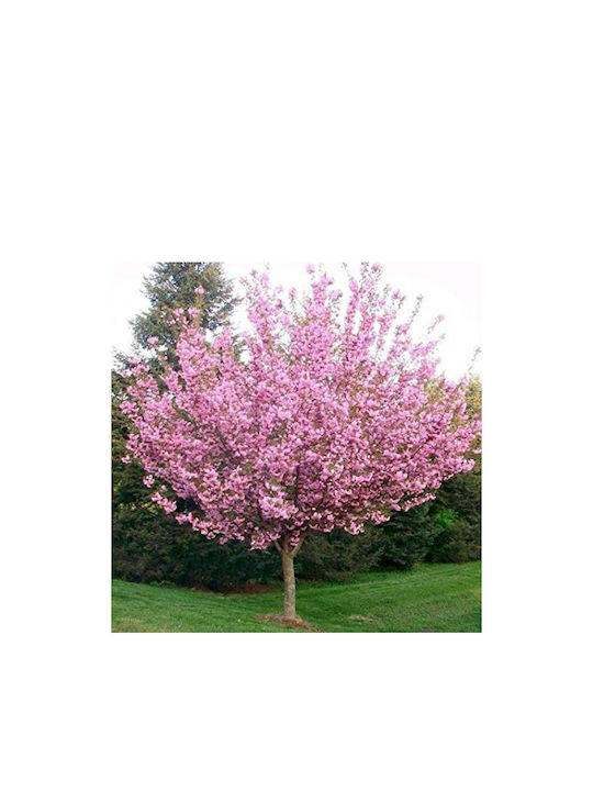 "Ornamental Cherry" Prunus Serrulata Kanzan