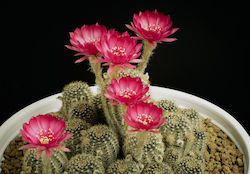 Cactus "Echinopsis Mix" 50 Seeds