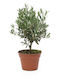 Olivenbaum Olea Europaea Bonsai