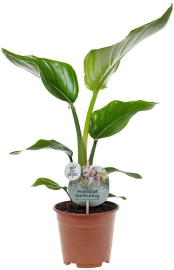 Strelitzia Nicolai 15cm Strelitzia Nicolai 15cm