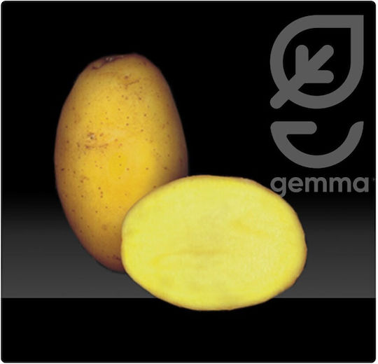 Gemma Σπόροι Πατάτας 25kg