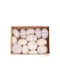 Shells Set 17pcs 20x15x6cm