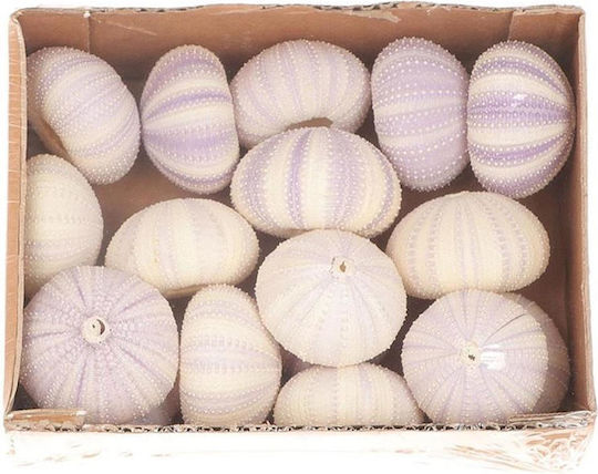 Shells Set 17pcs 20x15x6cm