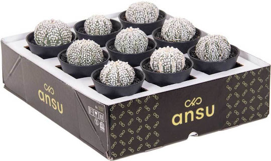 Astrophytum 'super Kabuto' 7.5см