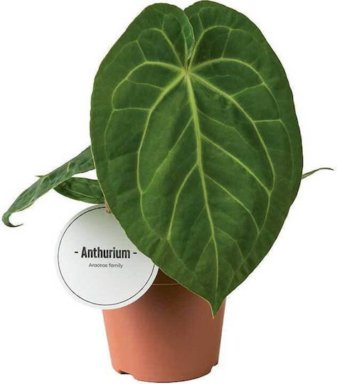 Anthurium Magnificum 12 cm