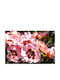 Rosa Babylon Eyes 'sweet' 3lt