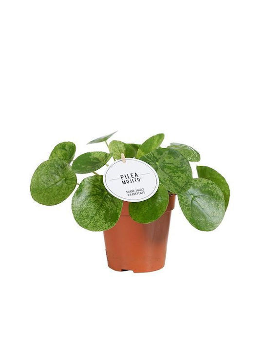 Πιλέα Pilea Peperomoides Mojito Πιλέα Pilea Peperomoides Mojito
