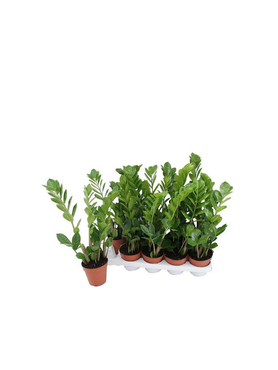 Zamioculcas Zamiifolia 12cm