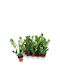 Zamioculcas Zamiifolia 12cm