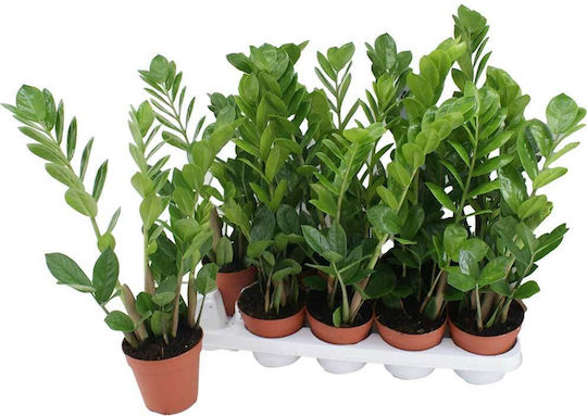 Zamioculcas Zamiifolia 12cm