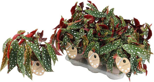 Begonia 'polka Dot' 12cm