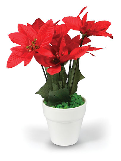 Weiße Weihnachtsstern Topf 5 Blumen 25cm -008772-w