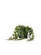 Peperomia Prostrata 11cm