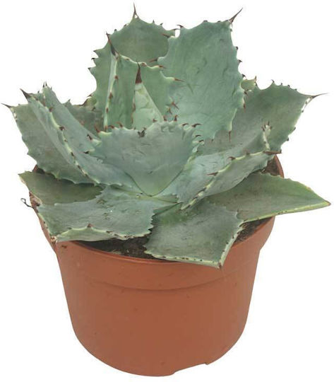 Agave Potatorum 10.5cm