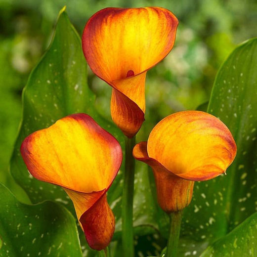 Bulb Calla